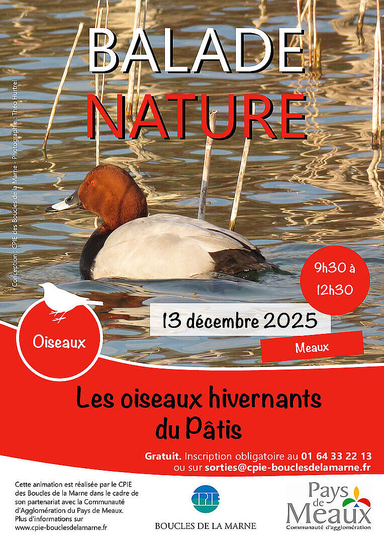affiche Balade nature : Les oiseaux hivernants du Pâtis