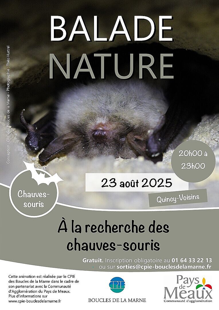 affiche Balade nature : A la recherche des chauves-souris