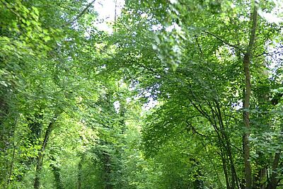 Agrandir l'image, fenêtre modale